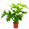 Philodendron Selloum Little Hope - P19 H75 - Kamerplant -Plantenboeket Winkel philodendron selloum little hope p19 h75 4