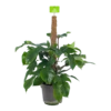 Philodendron Squamiferum Piramide Op Mosstok - P24 H70 - Kamerplant -Plantenboeket Winkel philodendron squamiferum piramide op mosstok p24 h70 1