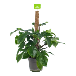 Philodendron Squamiferum Piramide Op Mosstok - P24 H70 - Kamerplant