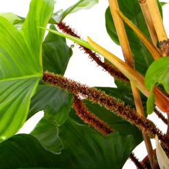 Philodendron Squamiferum Piramide - P19 H75 - Kamerplant -Plantenboeket Winkel philodendron squamiferum piramide p19 h75 6 1