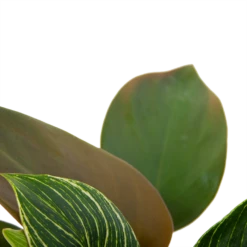 Philodendron White Wave - P13 H30 - Kamerplant -Plantenboeket Winkel philodendron white wave p13 h30 6