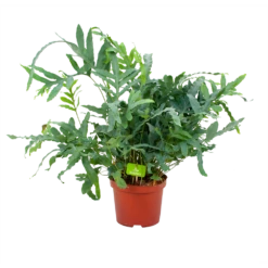 Phlebodium Areum Blue Star - Blauwvaren - P19 H60 - Kamerplant