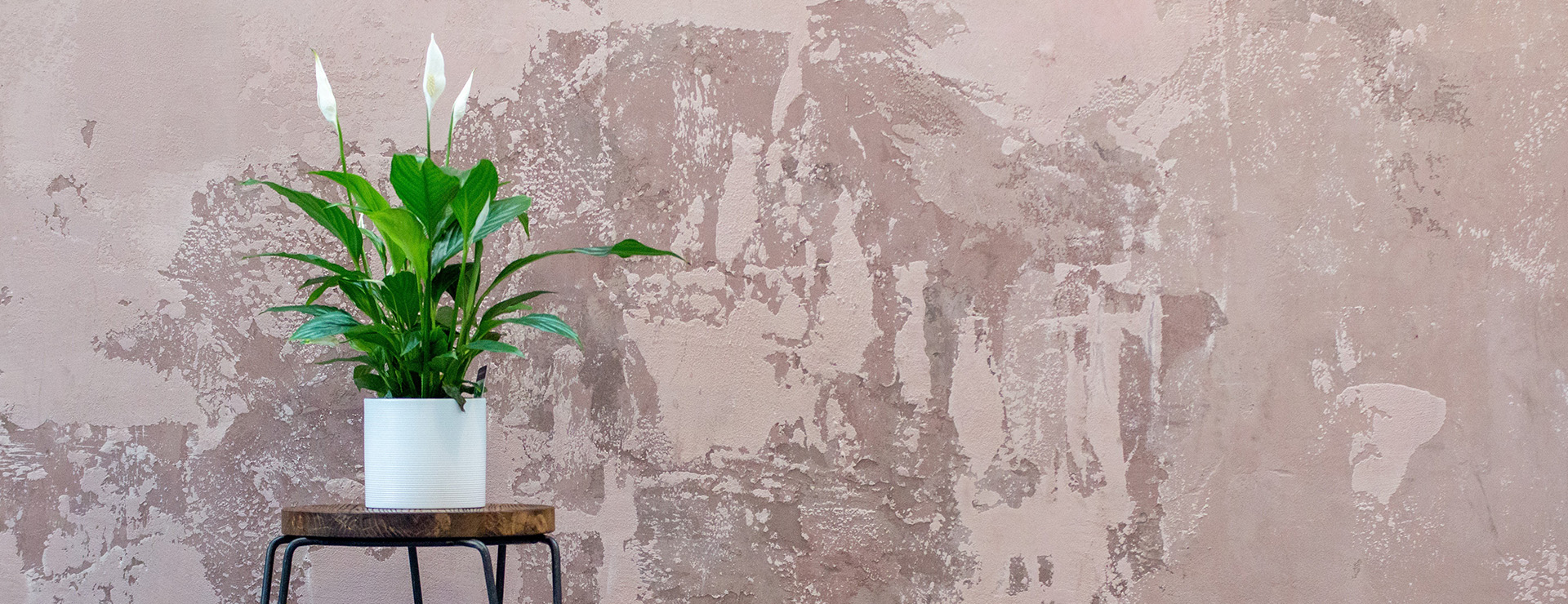 Plantenboeket Winkel -Plantenboeket Winkel photo 1575805501150 e064fbd815dd