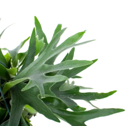 Platycerium Bifurcatum - Hertshoornvaren - In Hangpot - P21 H60 - Kamerplant -Plantenboeket Winkel platycerium bifurcatum hertshoornvaren in hangpot p21 h60 6