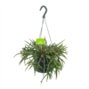 Rhipsalis Baccifera - In Hangpot - P17 H40 - Kamerplant -Plantenboeket Winkel rhipsalis baccifera in hangpot p17 h40 1