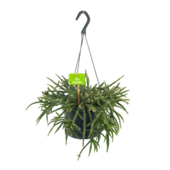 Rhipsalis Baccifera - In Hangpot - P17 H40 - Kamerplant