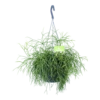 Rhipsalis Cassutha - Koraalcactus - In Hangpot - P17 H40 - Kamerplant -Plantenboeket Winkel rhipsalis cassutha koraalcactus in hangpot p17 h40 1