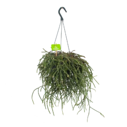 Rhipsalis Pilocarpa - In Hangpot - P17 H40 - Kamerplant