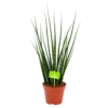 Sansevieria Fernwoord Mikado - Vrouwentong - P14 H55 - Kamerplant -Plantenboeket Winkel sansevieria fernwoord mikado vrouwentong p14 h55 4