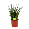 Sansevieria Fernwoord Punk - Vrouwentong - P14 H45 - Kamerplant -Plantenboeket Winkel sansevieria fernwoord punk vrouwentong p14 h45 1 2