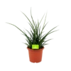Sansevieria Fernwoord Punk - Vrouwentong - P25 H60 - Kamerplant -Plantenboeket Winkel sansevieria fernwoord punk vrouwentong p25 h60 1 2