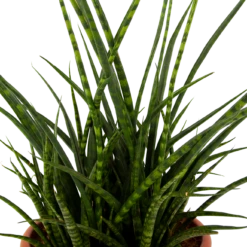 Sansevieria Fernwoord Punk - Vrouwentong - P25 H60 - Kamerplant 6 Sansevieria Fernwoord Punk - Vrouwentong - P25 H60 - Kamerplant -Plantenboeket Winkel sansevieria fernwoord punk vrouwentong p25 h60 5 2