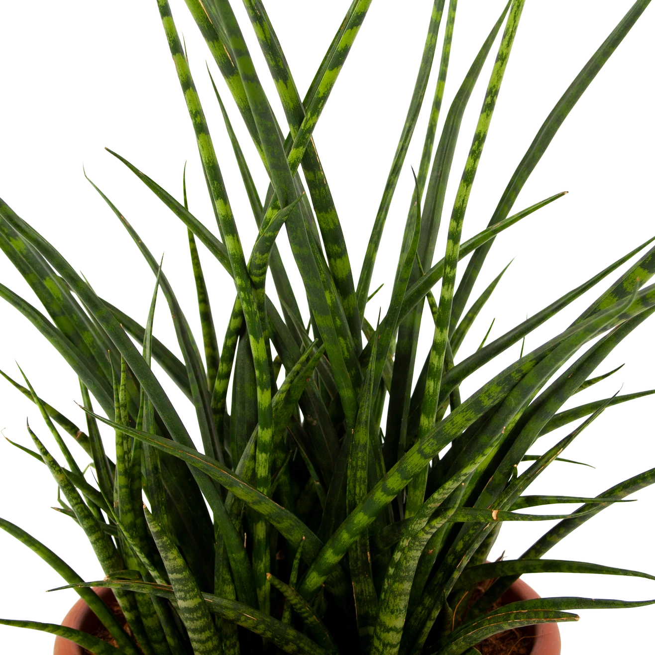 Sansevieria Fernwoord Punk - Vrouwentong - P25 H60 - Kamerplant 4 Sansevieria Fernwoord Punk - Vrouwentong - P25 H60 - Kamerplant - Afbeelding 2