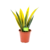 Sansevieria Gold Flame - Vrouwentong - P17 H50 - Kamerplant 2 Sansevieria Gold Flame - Vrouwentong - P17 H50 - Kamerplant -Plantenboeket Winkel sansevieria gold flame vrouwentong p17 h50 1