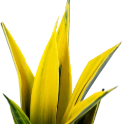 Sansevieria Gold Flame - Vrouwentong - P17 H50 - Kamerplant -Plantenboeket Winkel sansevieria gold flame vrouwentong p17 h50 5