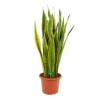 Sansevieria Laurentii - Vrouwentong - P30 H110 - Kamerplant -Plantenboeket Winkel sansevieria laurentii vrouwentong p30 h110 kamerplant 1