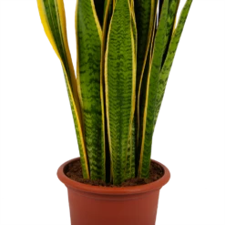 Sansevieria Laurentii - Vrouwentong - P30 H110 - Kamerplant -Plantenboeket Winkel sansevieria laurentii vrouwentong p30 h110 kamerplant 2