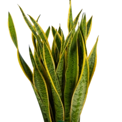 Sansevieria Laurentii - Vrouwentong - P30 H110 - Kamerplant -Plantenboeket Winkel sansevieria laurentii vrouwentong p30 h110 kamerplant 3