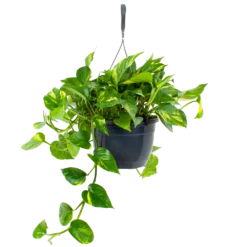 Scindapsus Pinnatum Aureum - Epipremnum - In Hangpot - P20 H40 - Kamerplant