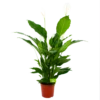 Spathiphyllum Wallisii - Lepelplant - P24 H120 Wit - Kamerplant -Plantenboeket Winkel spathiphyllum wallisii lepelplant p24 h120 wit 4
