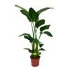 Strelitzia Nicolai - Paradijsvogelpant - P27 H180 - Kamerplant -Plantenboeket Winkel strelitzia nicolai paradijsvogelpant p27 h180 1 1 1