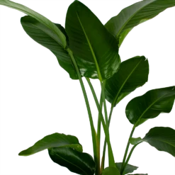 Strelitzia Nicolai - Paradijsvogelpant - P27 H180 - Kamerplant 7 Strelitzia Nicolai - Paradijsvogelpant - P27 H180 - Kamerplant -Plantenboeket Winkel strelitzia nicolai paradijsvogelpant p27 h180 5 2