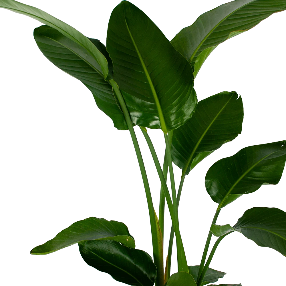 Strelitzia Nicolai - Paradijsvogelpant - P27 H180 - Kamerplant 4 Strelitzia Nicolai - Paradijsvogelpant - P27 H180 - Kamerplant - Afbeelding 2