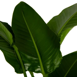 Strelitzia Nicolai - Paradijsvogelpant - P27 H180 - Kamerplant 8 Strelitzia Nicolai - Paradijsvogelpant - P27 H180 - Kamerplant -Plantenboeket Winkel strelitzia nicolai paradijsvogelpant p27 h180 6 2