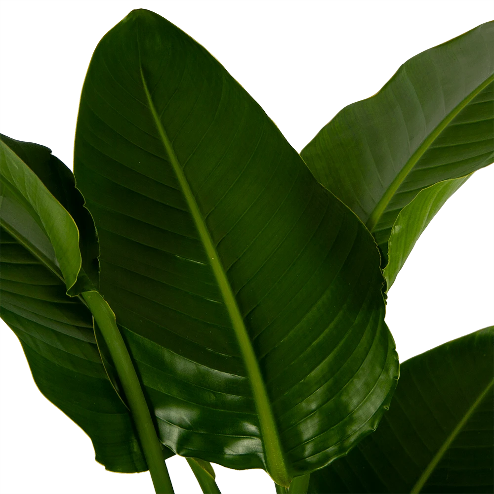 Strelitzia Nicolai - Paradijsvogelpant - P27 H180 - Kamerplant 5 Strelitzia Nicolai - Paradijsvogelpant - P27 H180 - Kamerplant - Afbeelding 3