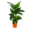 Strelitzia Nicolai - Paradijsvogelpant - P28 H130 - Kamerplant -Plantenboeket Winkel strelitzia nicolai paradijsvogelpant p28 h130 1