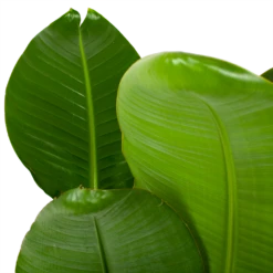 Strelitzia Nicolai - Paradijsvogelpant - P28 H130 - Kamerplant -Plantenboeket Winkel strelitzia nicolai paradijsvogelpant p28 h130 5