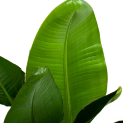 Strelitzia Nicolai - Paradijsvogelpant - P28 H130 - Kamerplant -Plantenboeket Winkel strelitzia nicolai paradijsvogelpant p28 h130 6