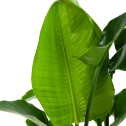 Strelitzia Nicolai - Paradijsvogelpant - P30 H130 - Kamerplant -Plantenboeket Winkel strelitzia nicolai paradijsvogelpant p30 h130 4