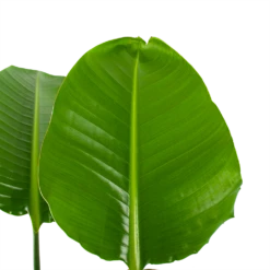 Strelitzia Nicolai - Paradijsvogelpant - P30 H130 - Kamerplant -Plantenboeket Winkel strelitzia nicolai paradijsvogelpant p30 h130 5