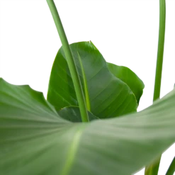 Strelitzia Nicolai - Paradijsvogelpant - P30 H130 - Kamerplant -Plantenboeket Winkel strelitzia nicolai paradijsvogelpant p30 h130 6