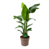 Strelitzia Nicolai - Paradijsvogelpant - P30 H130 - Kamerplant -Plantenboeket Winkel strelitzia nicolai paradijsvogelpant p30 h130 kamerplant