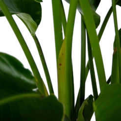 Strelitzia Nicolai - Paradijsvogelpant - P32,5 H165 - Kamerplant -Plantenboeket Winkel strelitzia nicolai paradijsvogelpant p32 5 h165 6