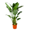 Strelitzia Nicolai - Paradijsvogelpant - P32 H170 - Kamerplant -Plantenboeket Winkel strelitzia nicolai paradijsvogelpant p32 h170 1