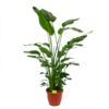 Strelitzia Nicolai - Paradijsvogelpant - P36 H170 - Kamerplant -Plantenboeket Winkel strelitzia nicolai paradijsvogelpant p36 h170 kamerplant 1 1