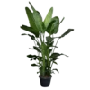 Strelitzia Nicolai - Paradijsvogelplant - P35 H200 - Kamerplant -Plantenboeket Winkel strelitzia nicolai paradijsvogelplant p35 h200 1