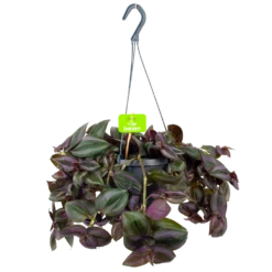 Tradescantia Little Hill - Vaderplant - In Hangpot - P17 H40 - Kamerplant