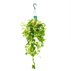 Tradescantia Yellow Hill - Vaderplant - In Hangpot - P17 H40 - Kamerplant