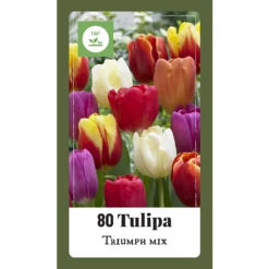 Tulipa Triumph Mix - 80st - Bloembollen - JUB Holland