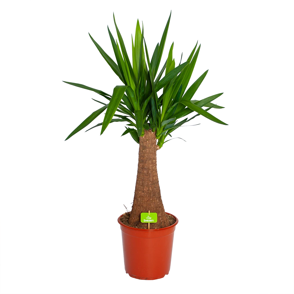 Yucca Inca Tree - Palmlelie - P24 H85 - Kamerplant 3 Yucca Inca Tree - Palmlelie - P24 H85 - Kamerplant
