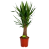 Yucca Inca Tree - Palmlelie - P27 H110 - Kamerplant