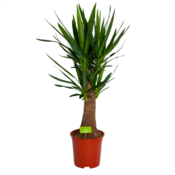 Yucca Inca Tree - Palmlelie - P27 H110 - Kamerplant