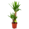 Yucca - Palmlelie - P17 H70 - Kamerplant