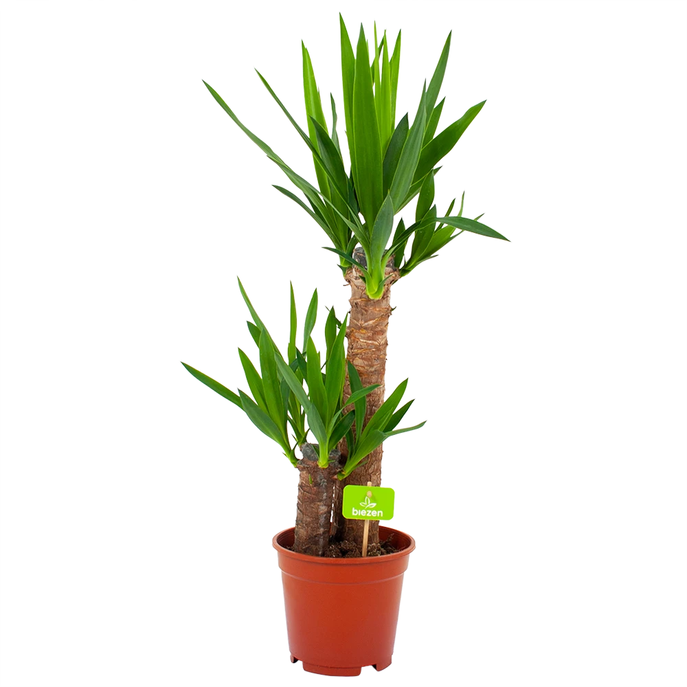 Yucca - Palmlelie - P17 H70 - Kamerplant 3 Yucca - Palmlelie - P17 H70 - Kamerplant