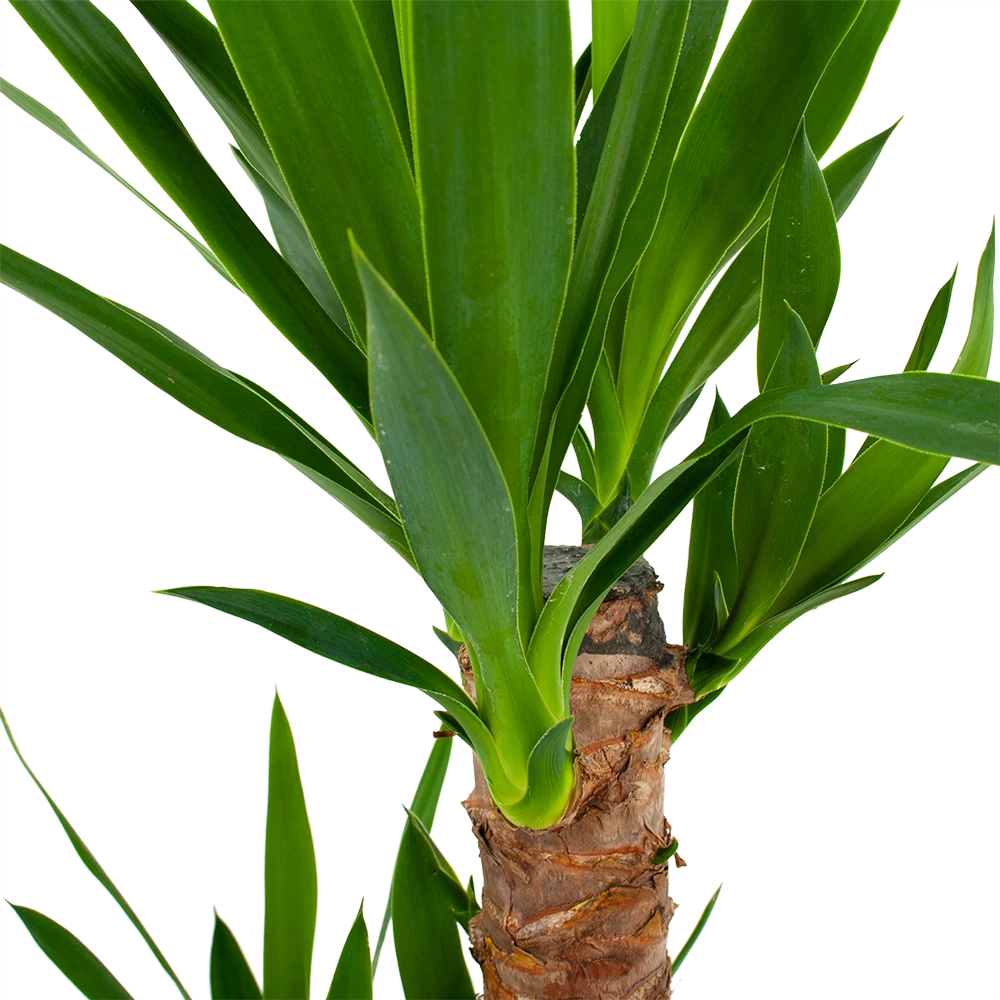 Yucca - Palmlelie - P17 H70 - Kamerplant 4 Yucca - Palmlelie - P17 H70 - Kamerplant - Afbeelding 2