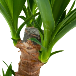 Yucca - Palmlelie - P17 H70 - Kamerplant 8 Yucca - Palmlelie - P17 H70 - Kamerplant -Plantenboeket Winkel yucca palmlelie p17 h70 6